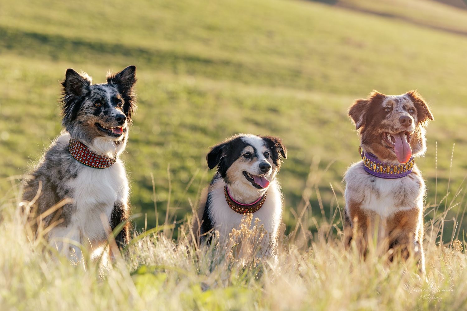 Group of happy dogs sitting together on a grassy hillside at sunset.