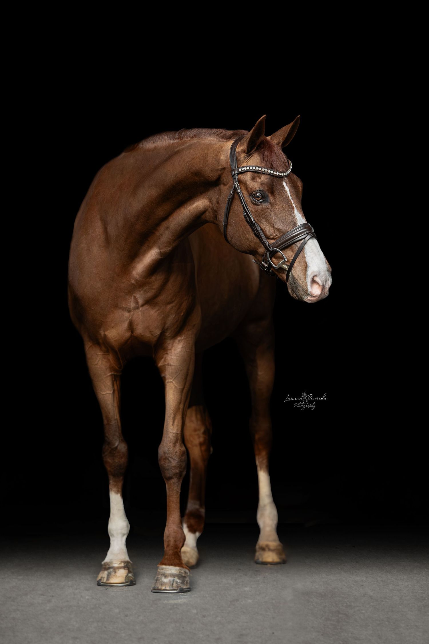 Brown horse with white socks and bridle standing elegantly in professional studio portrait.