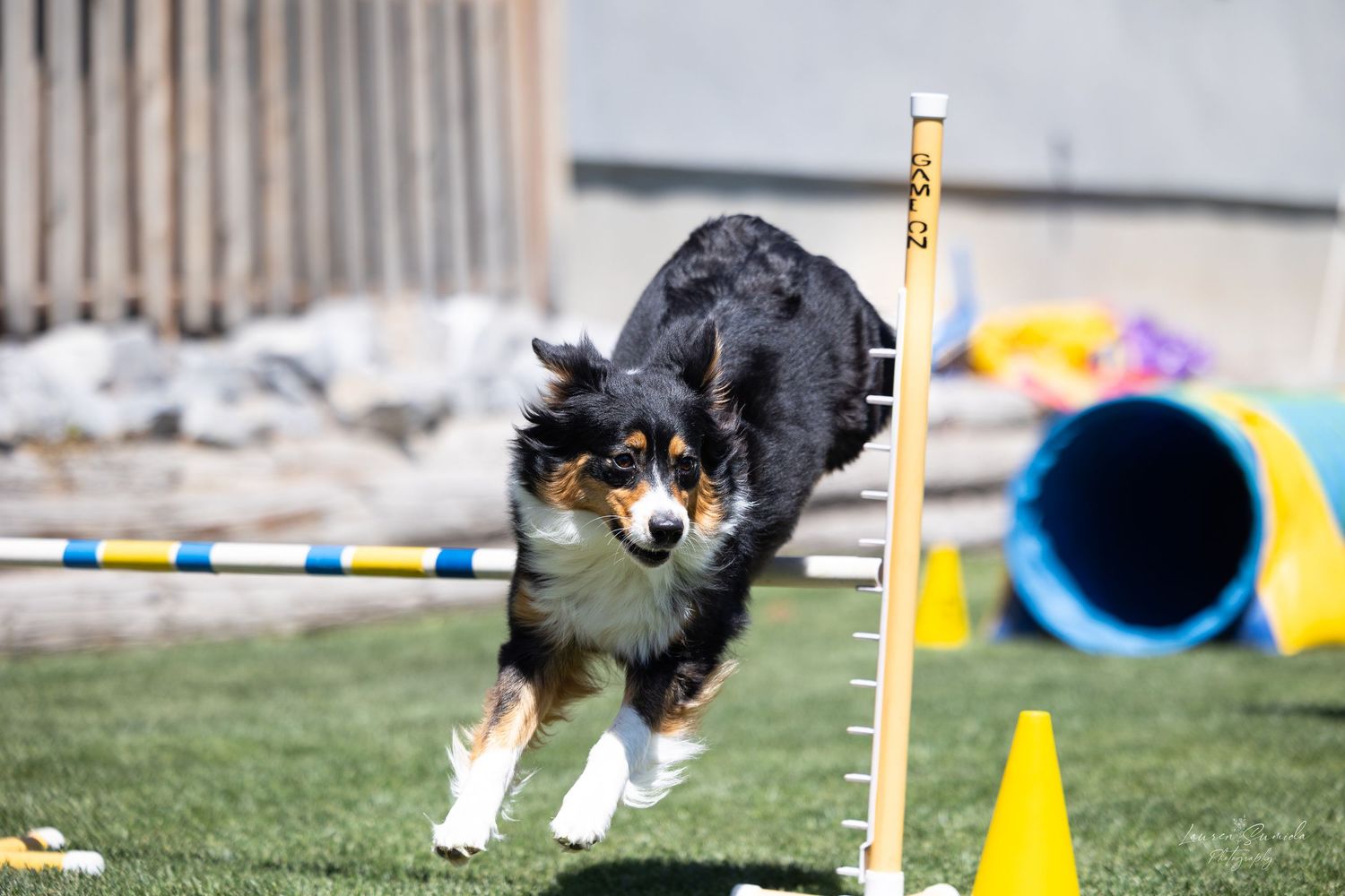 Tri-colored dog jumping over measurement pole during agility competition.
