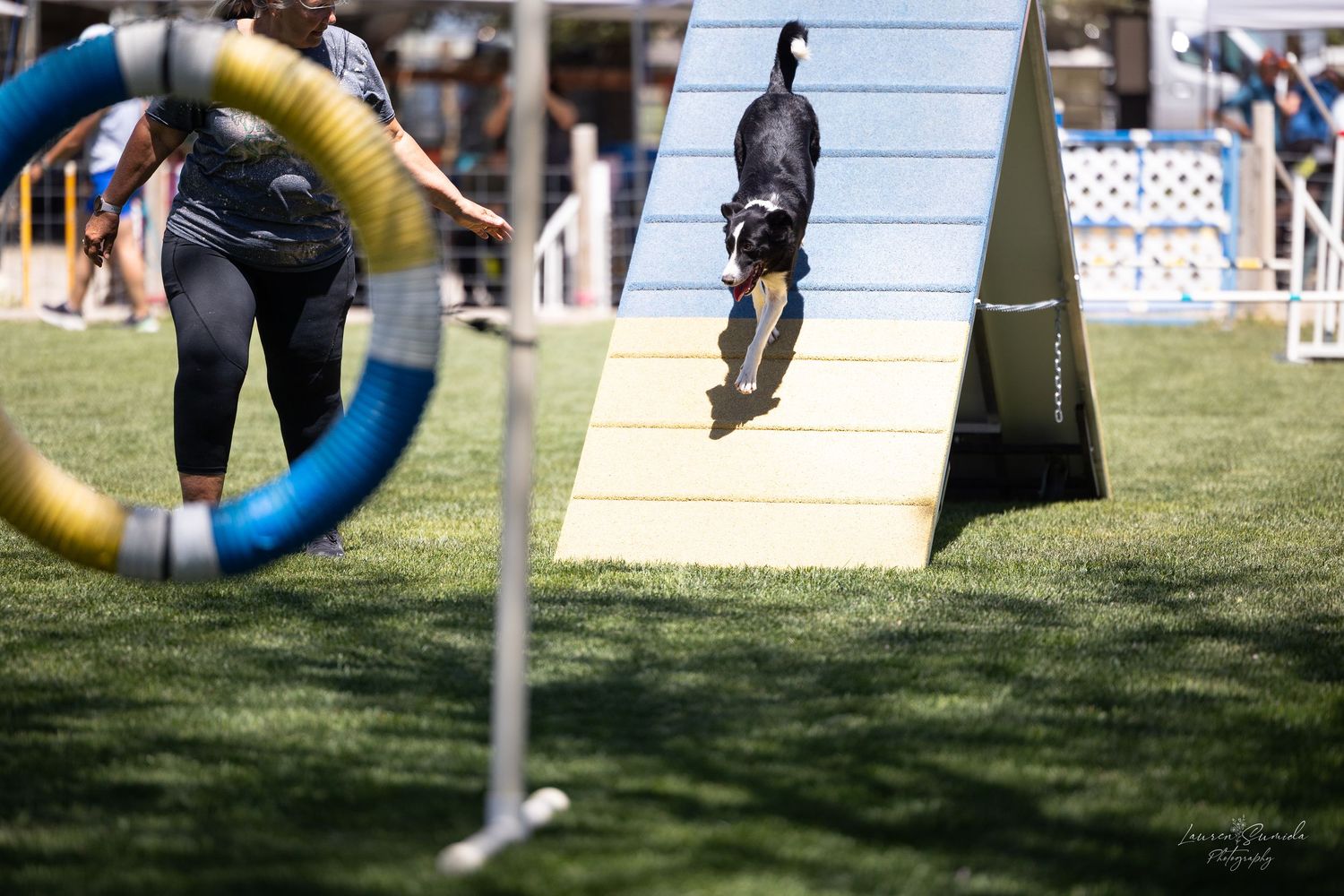 Dog agility course with tire jump and obstacles set against blue sky.