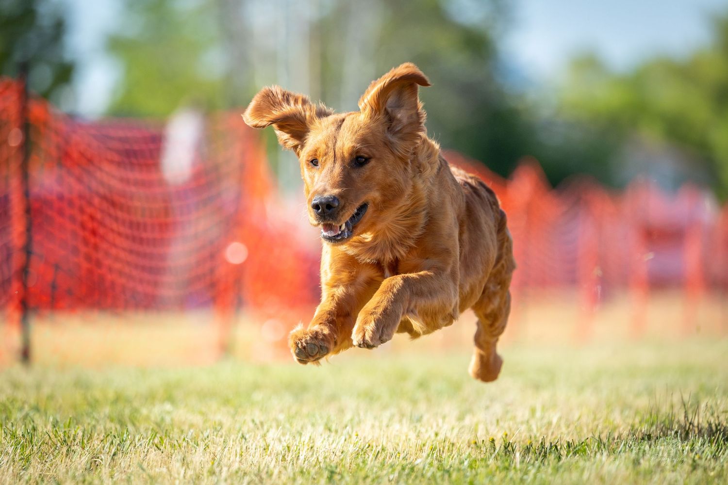 Golden puppy leaping joyfully across grass with orange fence in background.