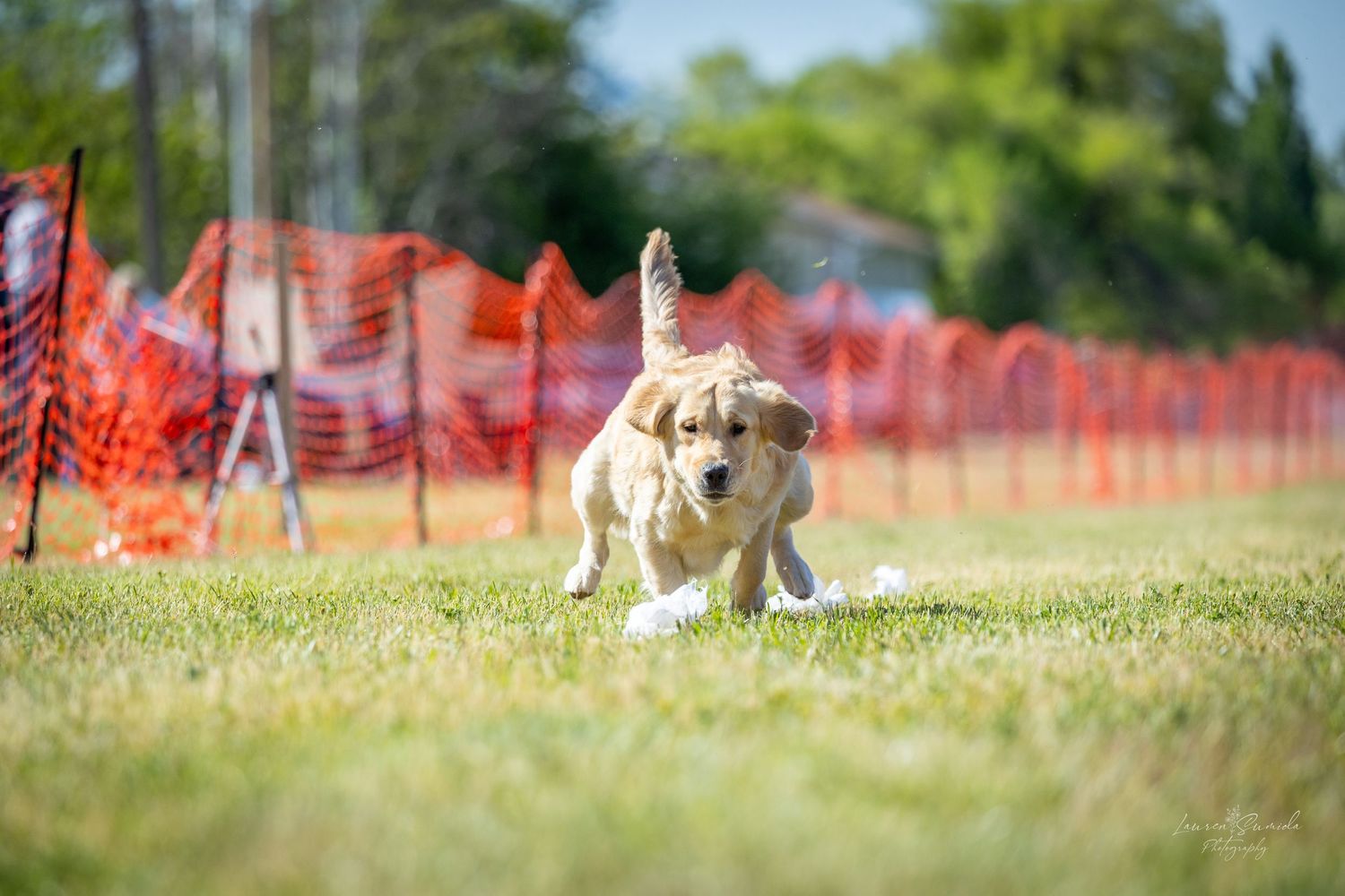 A golden retriever running on grass with orange safety netting in the background.