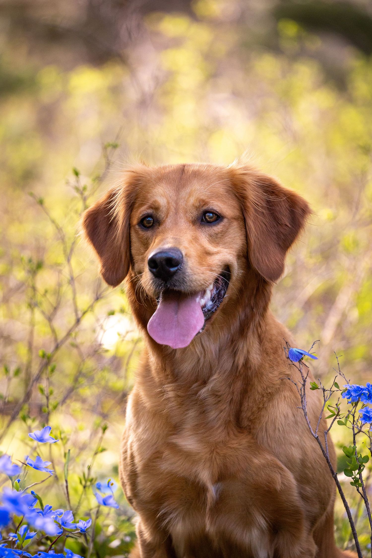Golden retriever dog posing in field of blue wildflowers during golden hour.