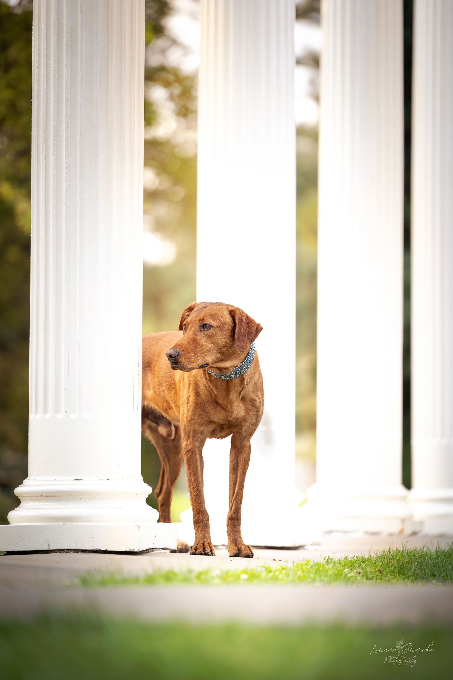 Brown dog poses regally between white pillars in natural sunlight.