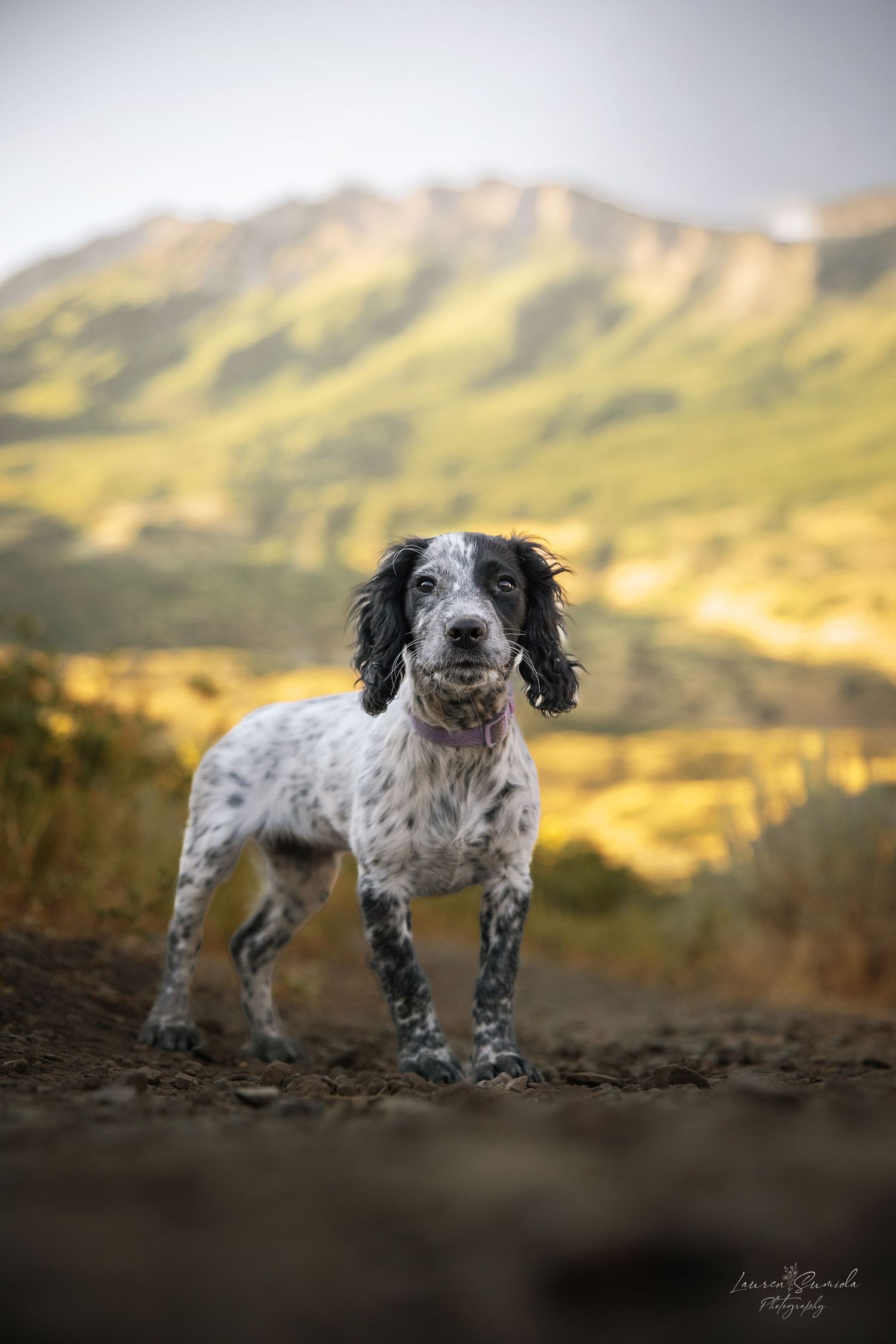 English Springer Spaniel standing alert against a mountainous landscape backdrop at sunset.