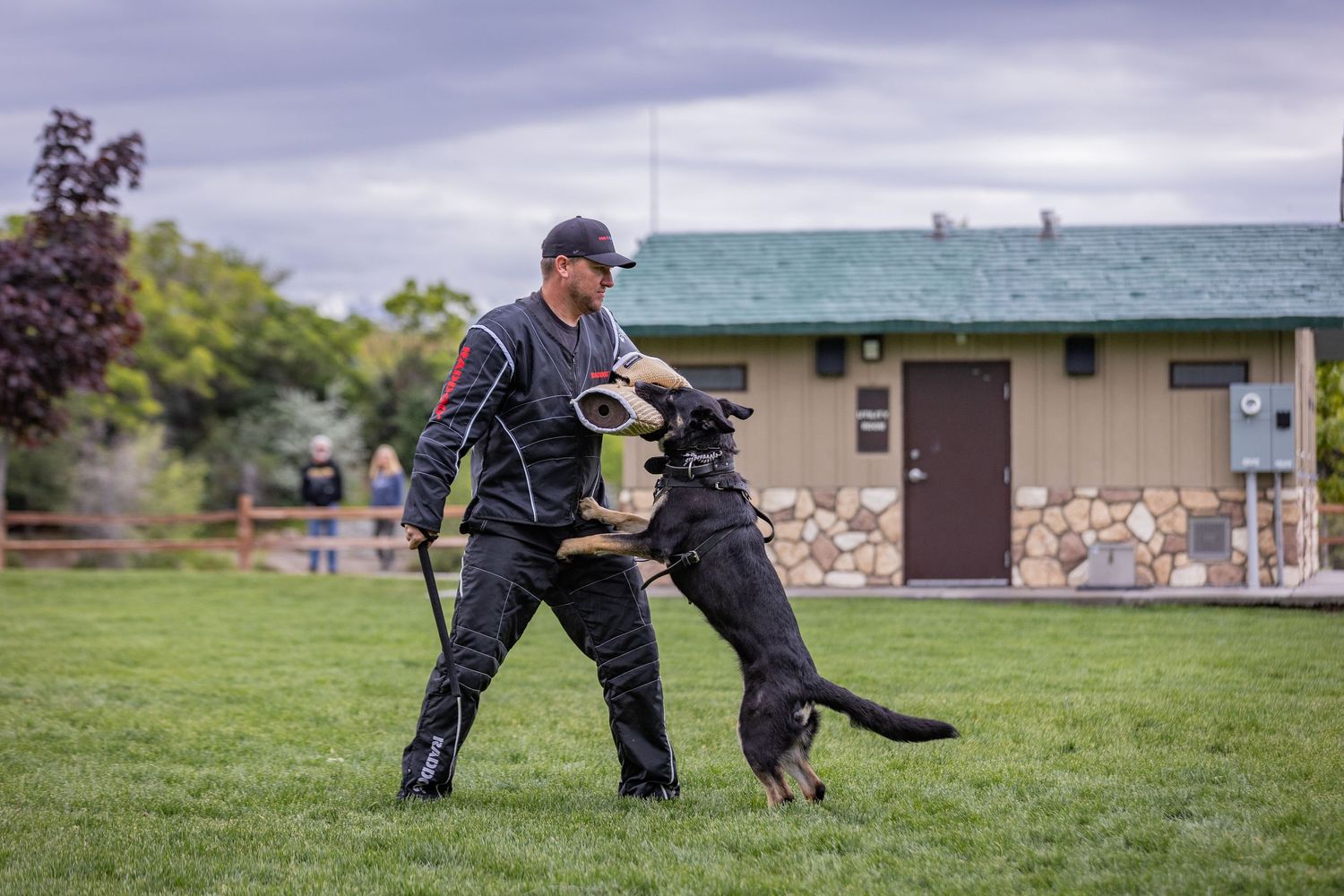 Police K9 engages in bite training with handler wearing protective equipment.