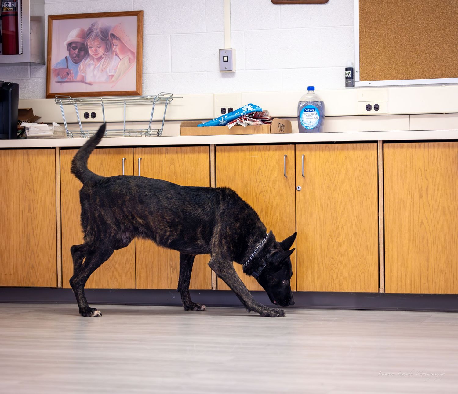 A black dog walking across a room with orange cabinets and white walls.