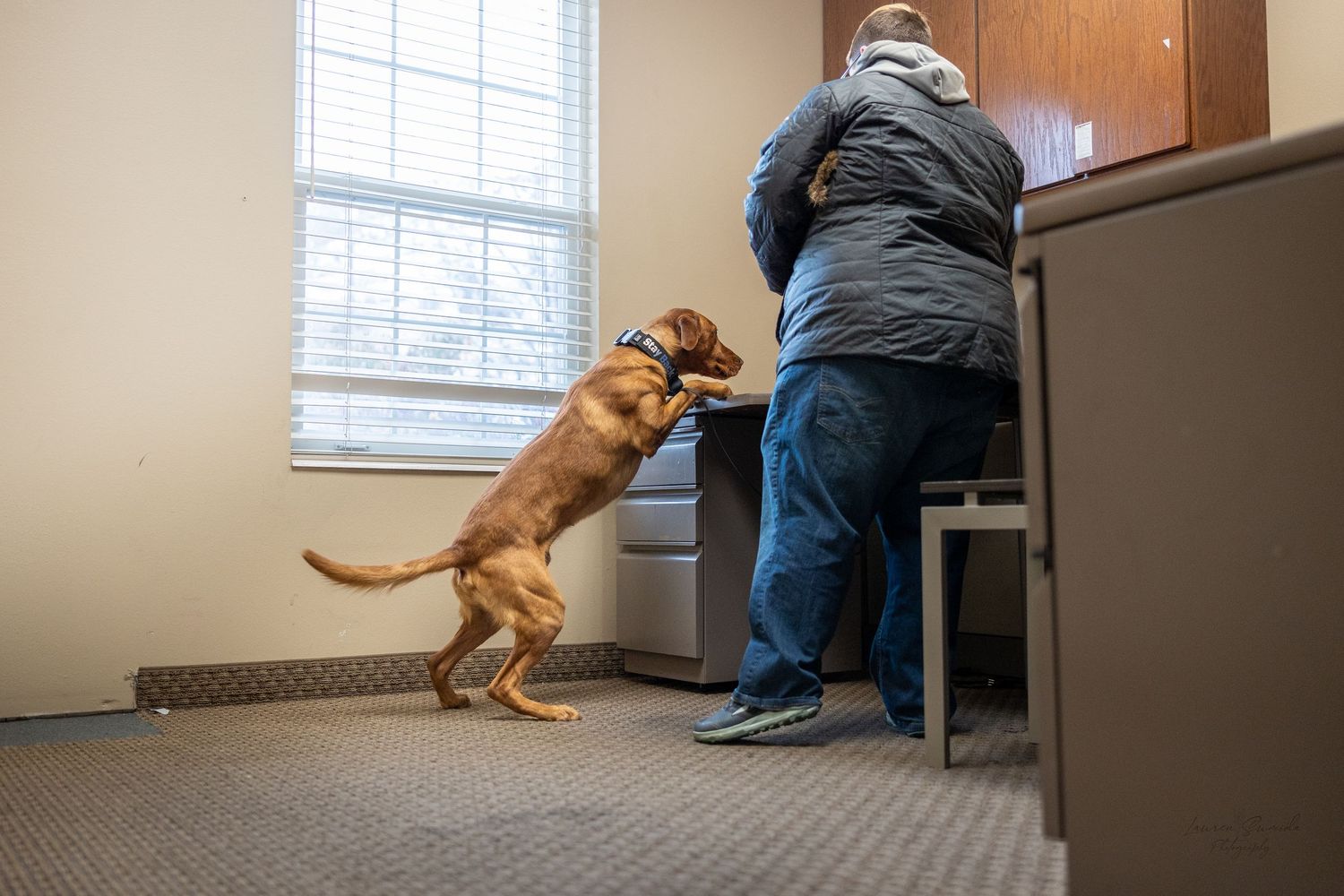 Brown dog jumping and running through indoor hallway.