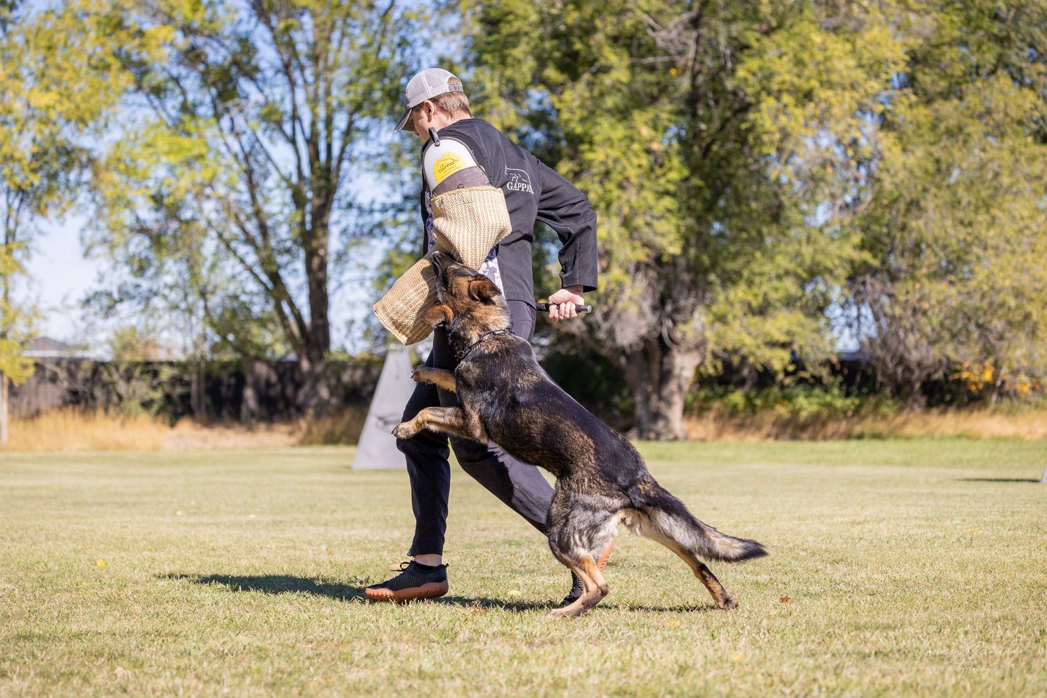 German Shepherd performs advanced protection training exercises in an open field.