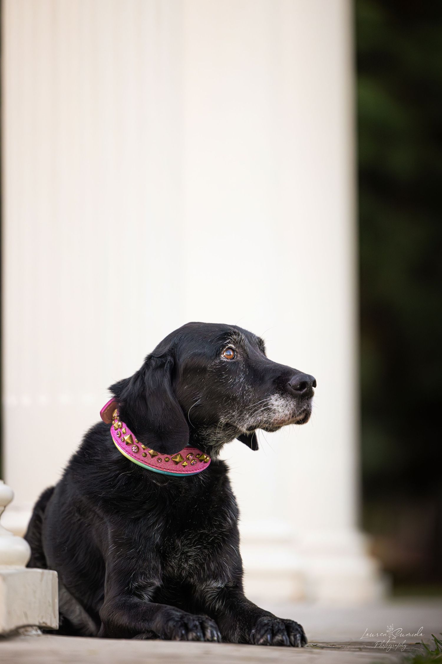 Senior black Labrador with a pink collar resting on a white porch.
