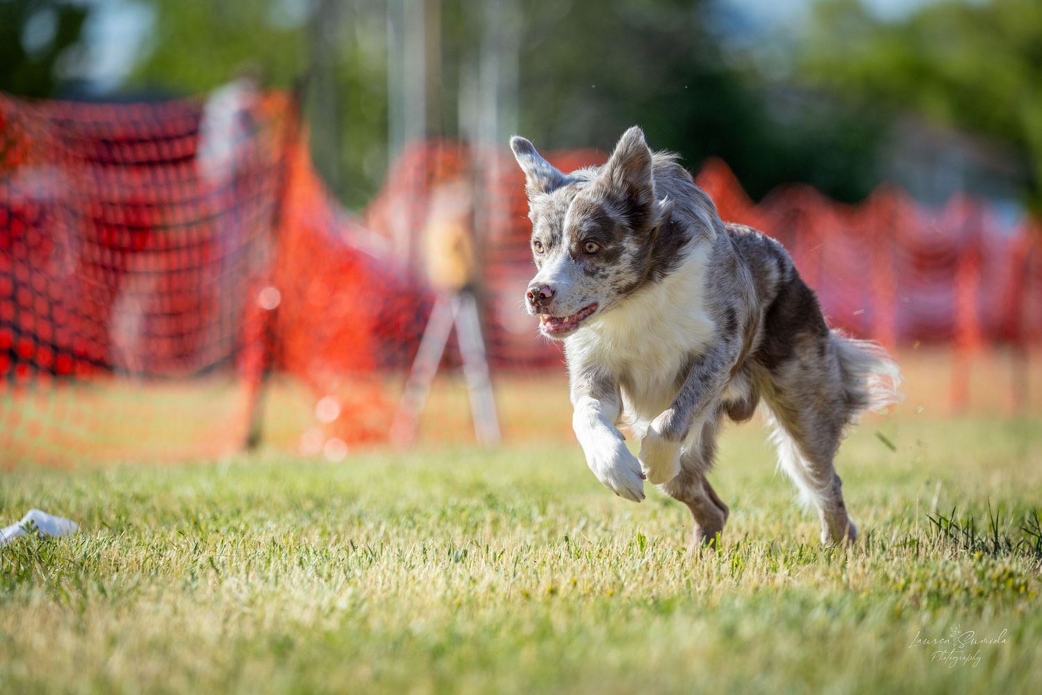 Dynamic action shot of dog running through outdoor training area with orange safety fencing.