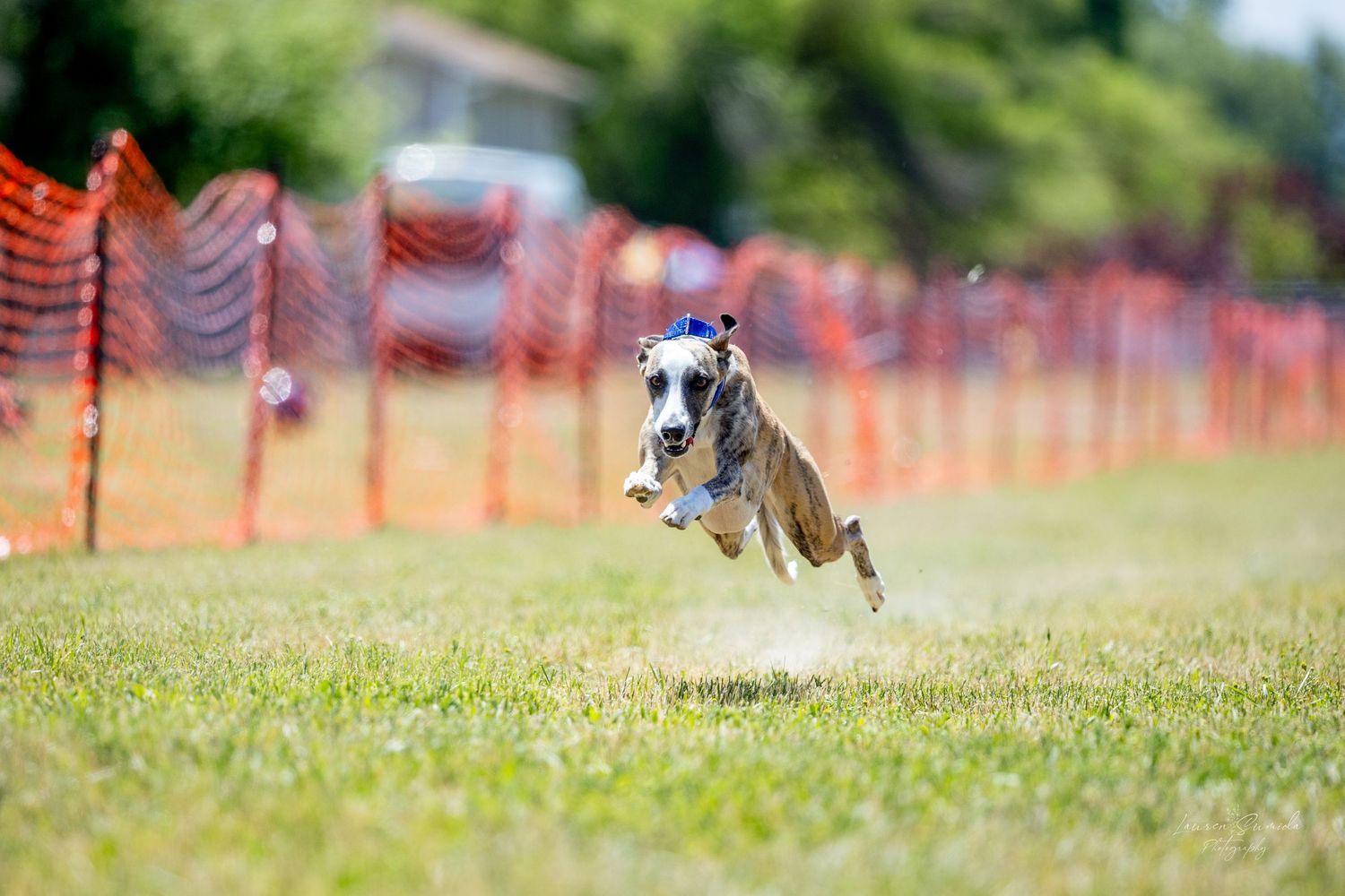 Dogs chase a lure at high speed across a grassy field during a competitive racing event.