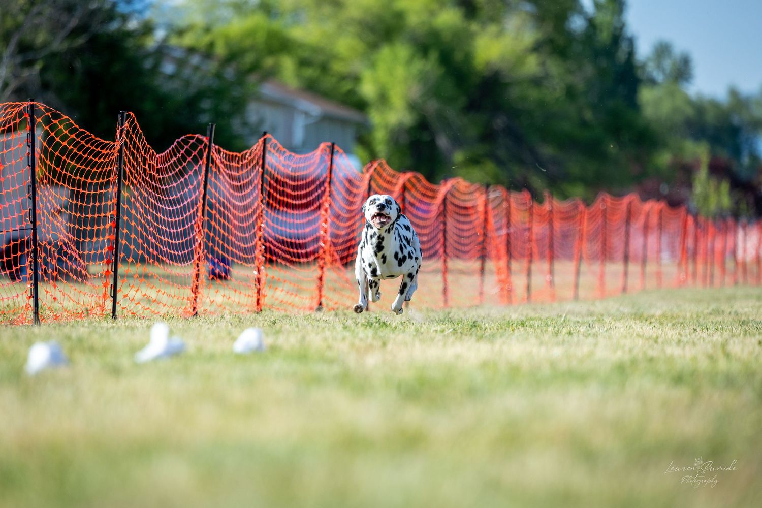 Spotted dog sprinting along orange mesh fencing during an outdoor competition.