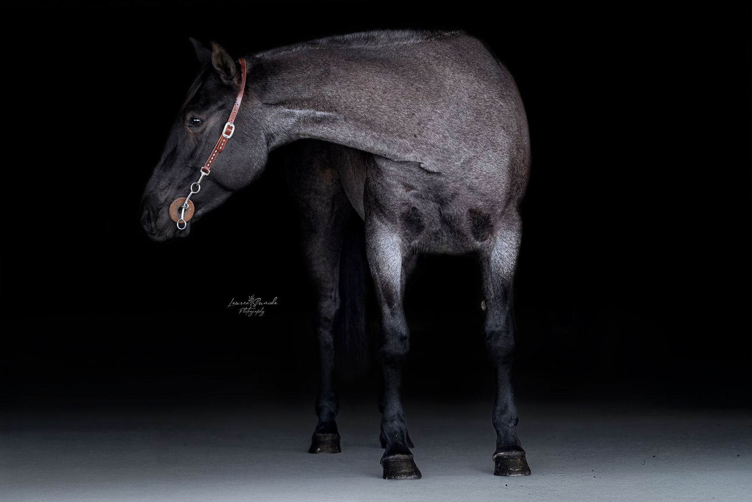 Dark horse with protective leg wraps photographed from below against black background.