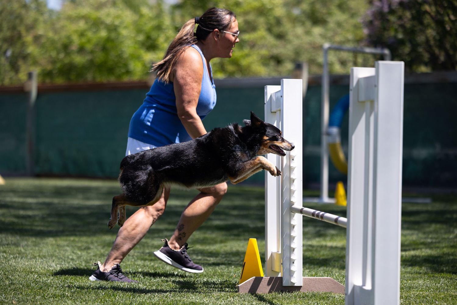 Dog running through white poles during competitive agility course run.