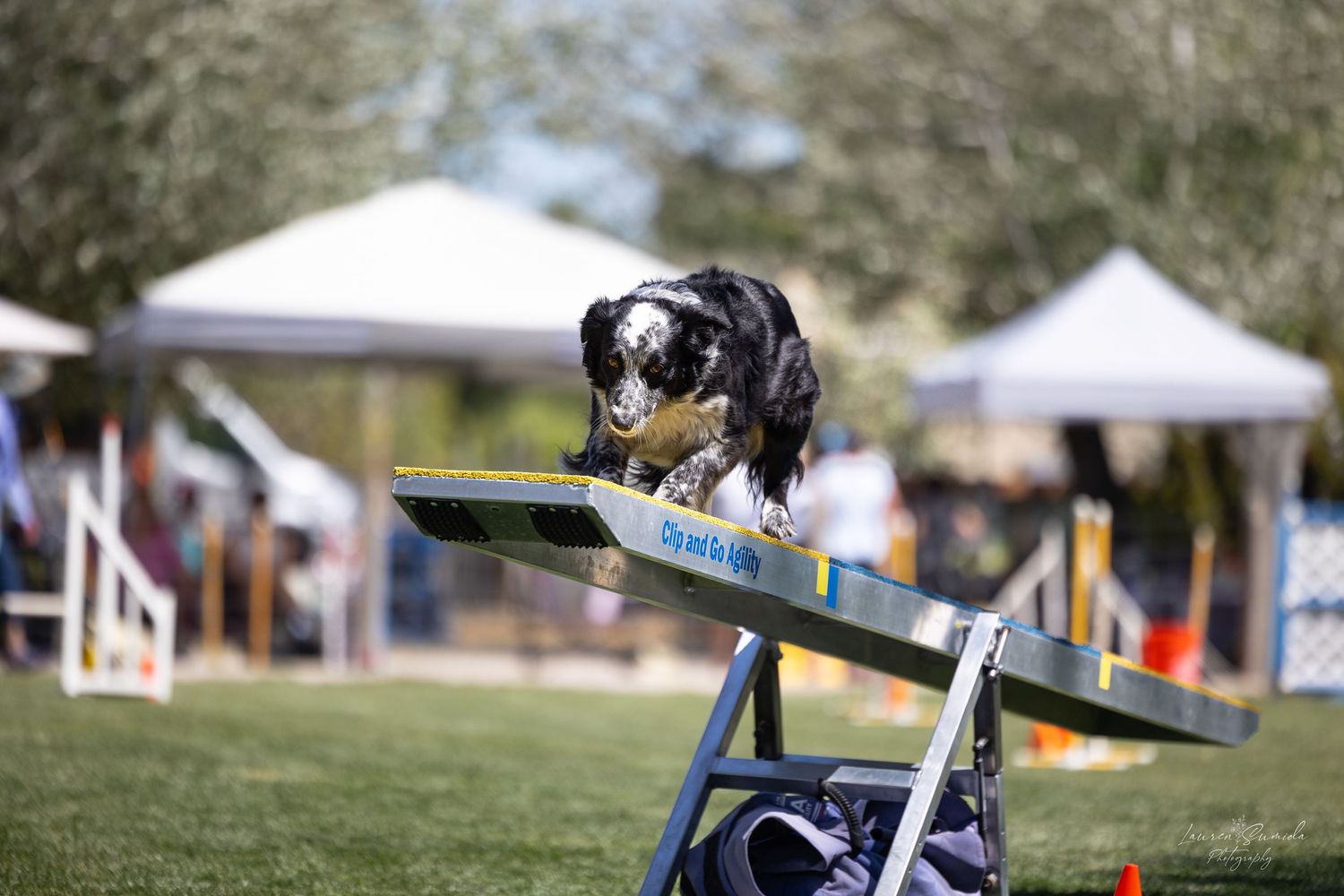 Black dog balancing on elevated blue and yellow teeter-totter during agility training.