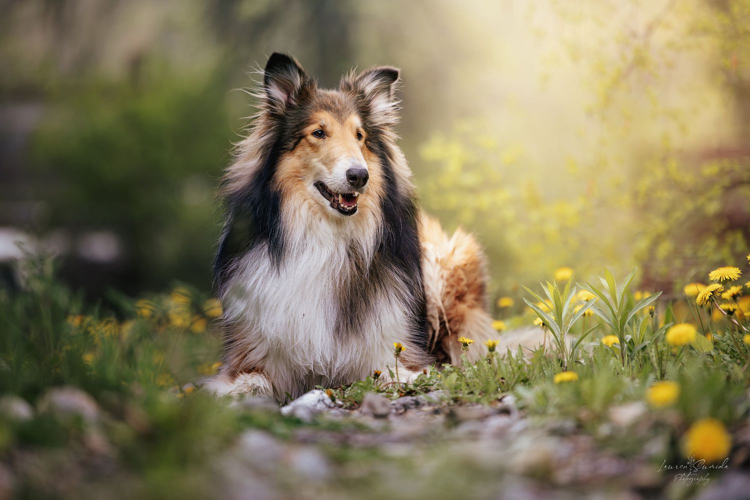Collies and small dogs resting among yellow wildflowers in a garden setting.