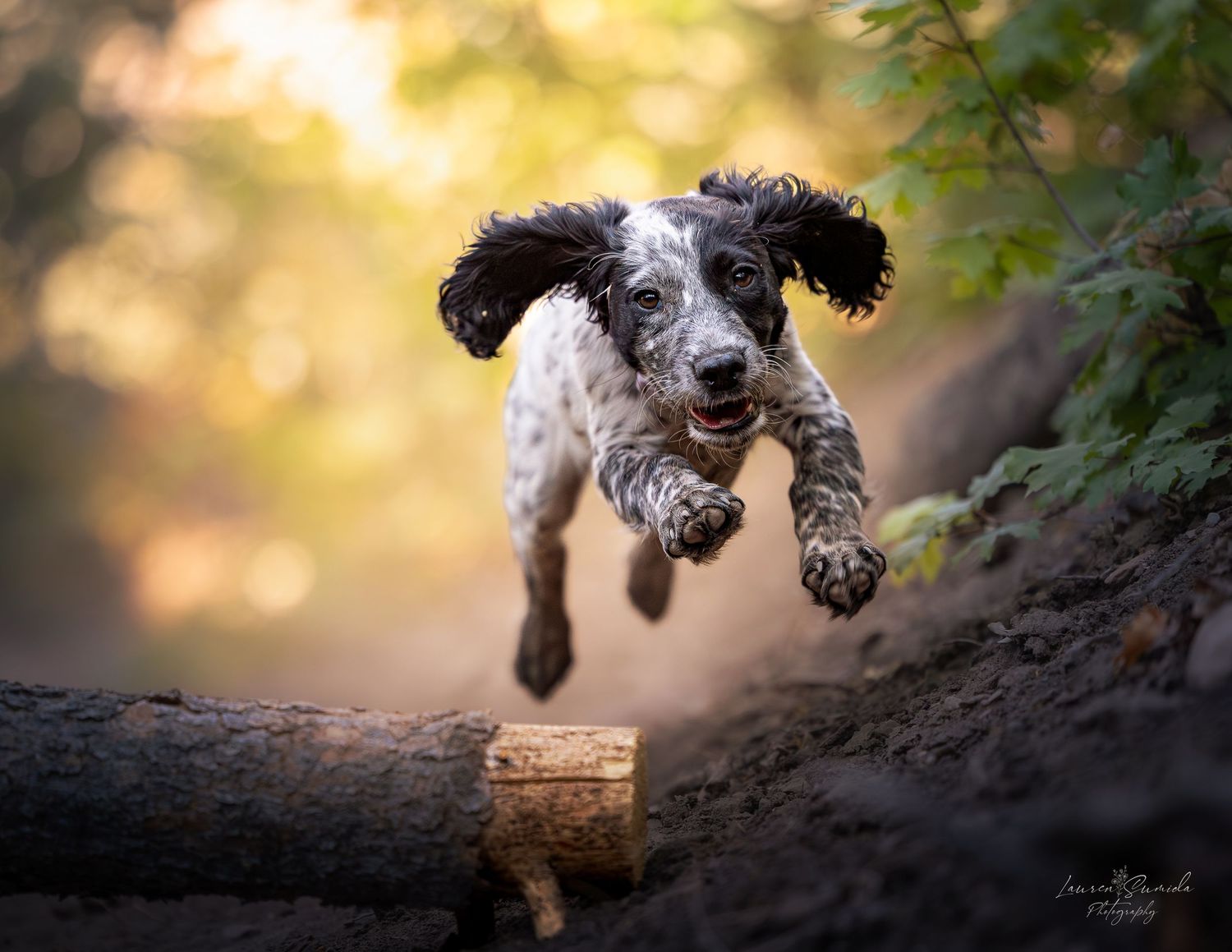 Playful spaniel dog jumping over a log with beautiful bokeh lighting effects.