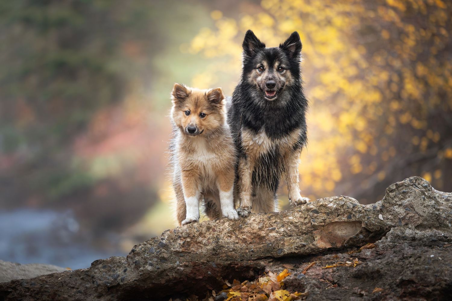 Dogs sitting on fallen log with autumn foliage in background.