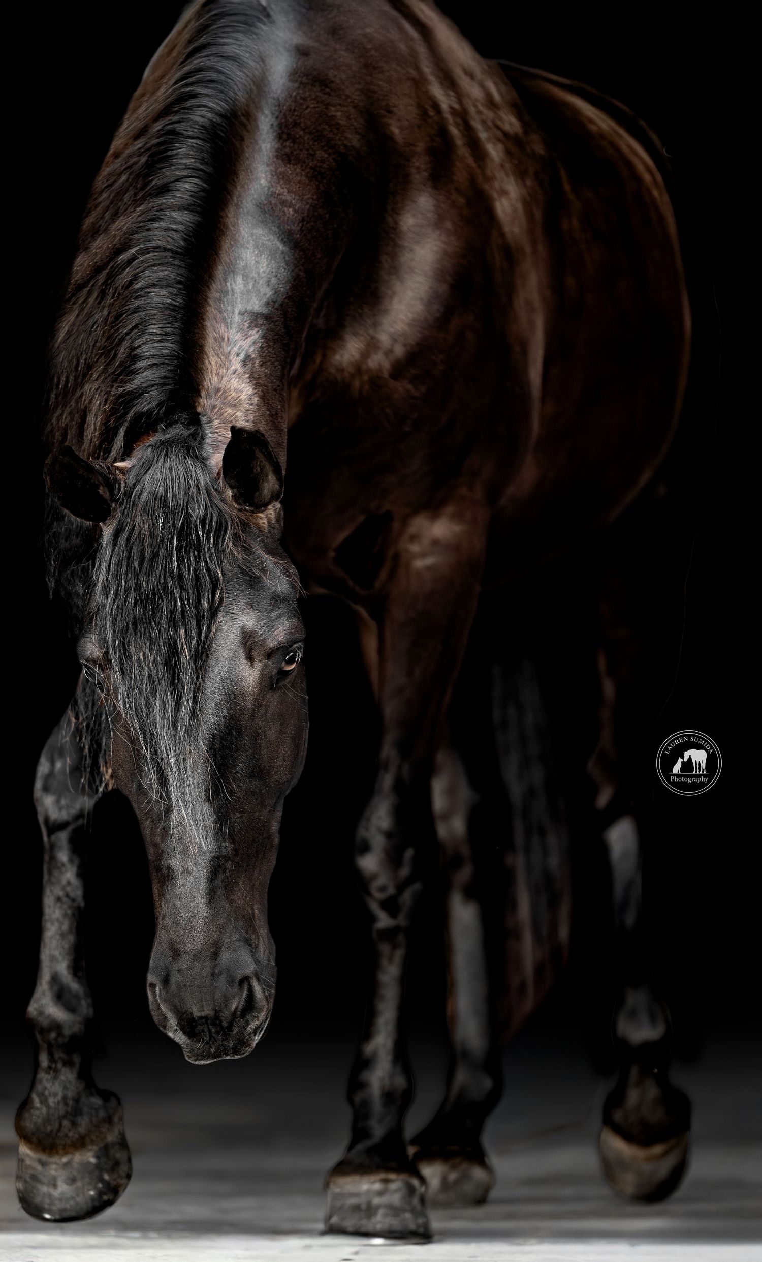Dramatic low-key portrait of a dark horse against black background showing detailed facial features.