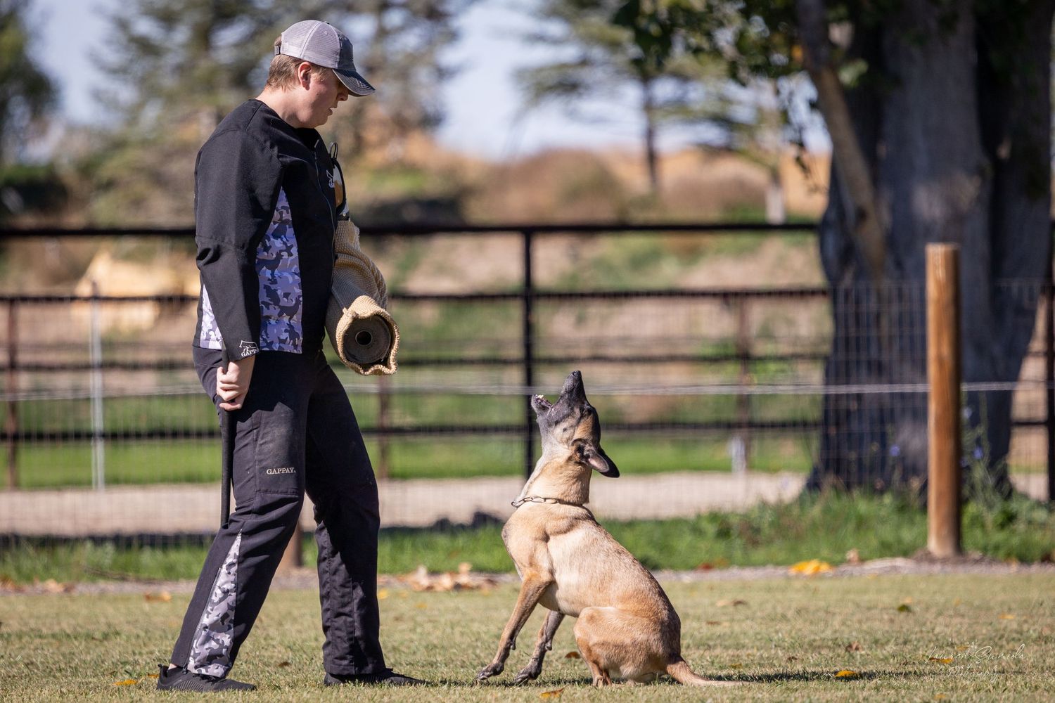 A dog sits attentively during obedience training in a fenced outdoor area.
