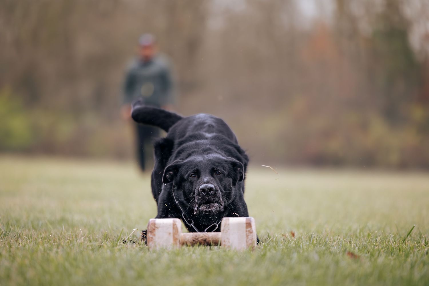 Black dog reaching for training equipment placed on grass field.