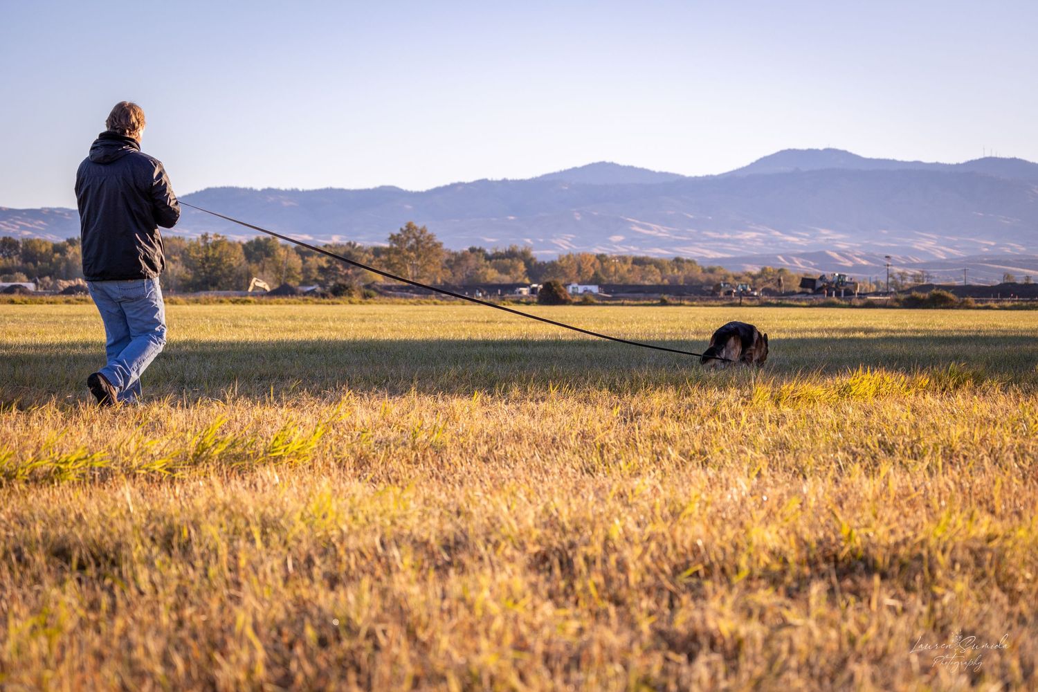 Dog training session taking place in a golden field with mountains in the background.