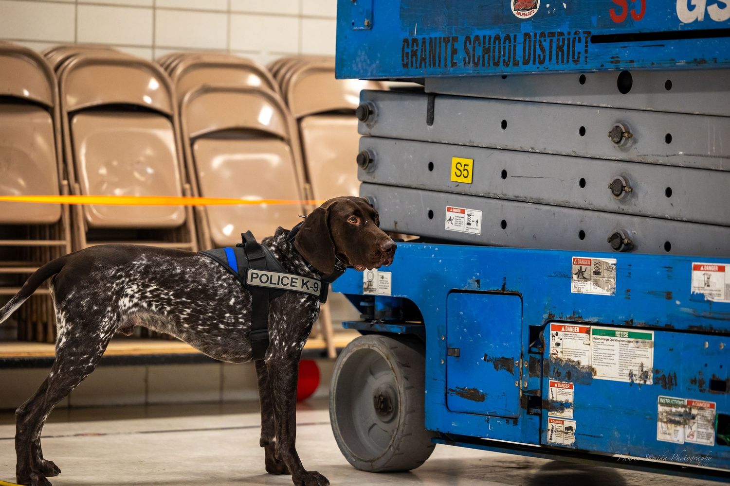 A spotted working dog performs detection work near blue equipment and folding chairs.
