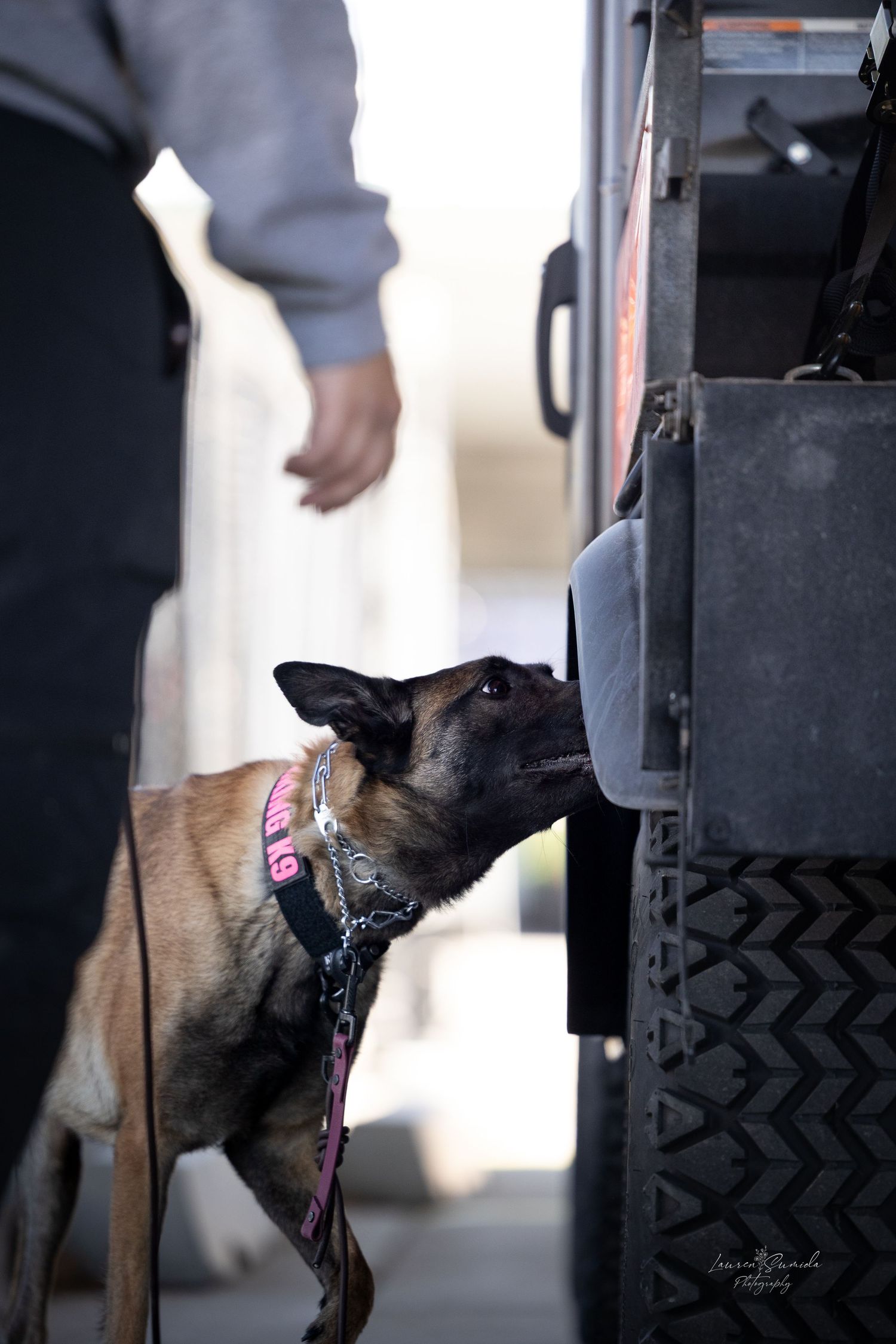A Belgian Malinois dog investigates a vehicle during training.