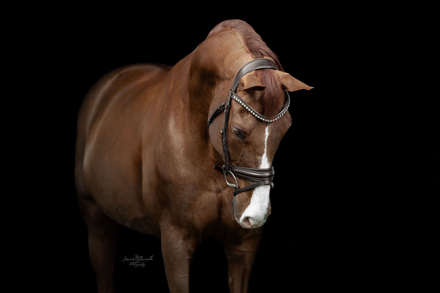 Artistic portrait of bay horse with white blaze wearing studded show bridle.