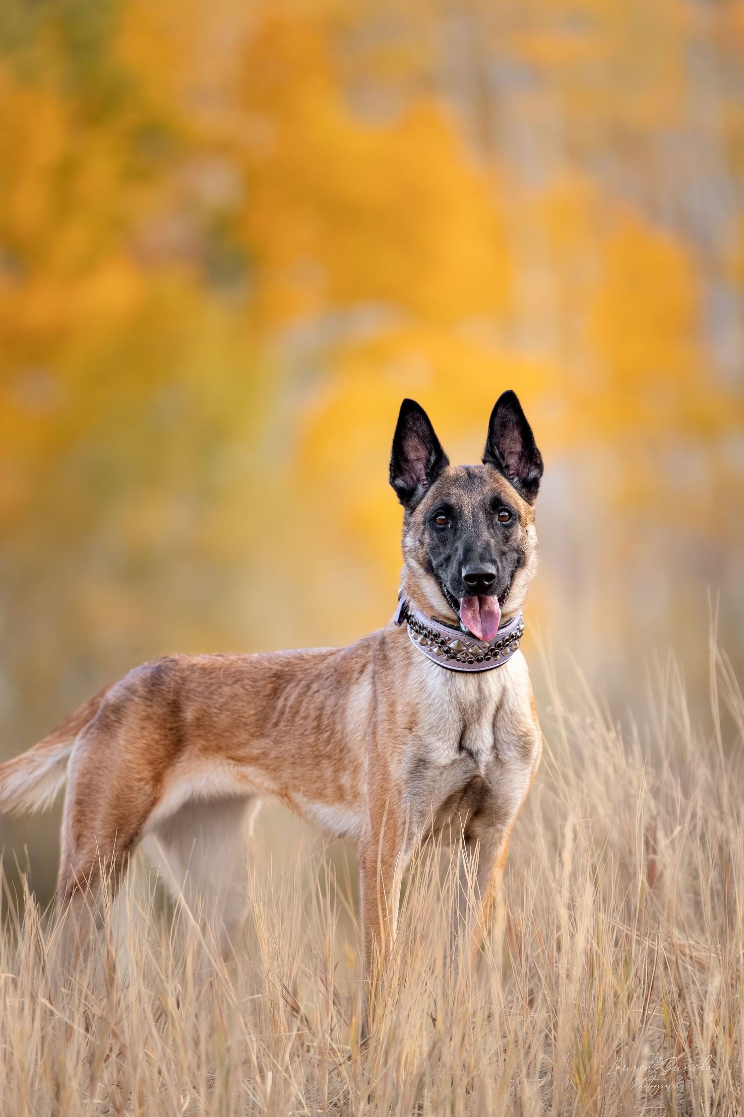 Belgian Malinois dog standing alert in tall grass with fall colors behind.
