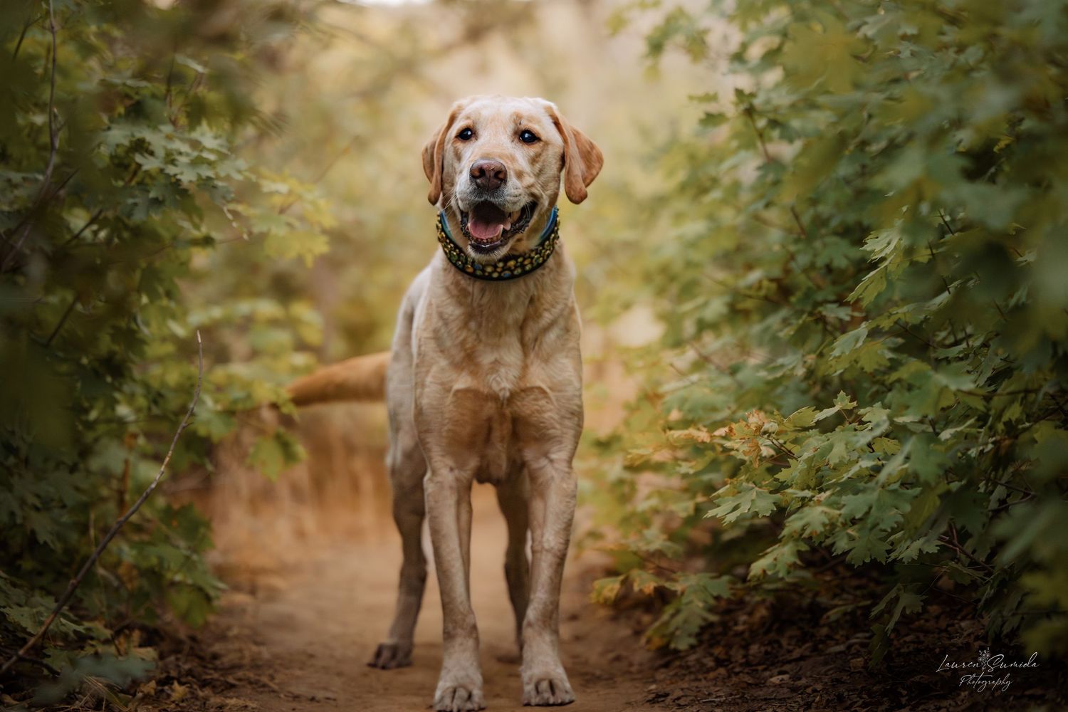 Yellow Labrador retriever smiling on forest path with bokeh background.