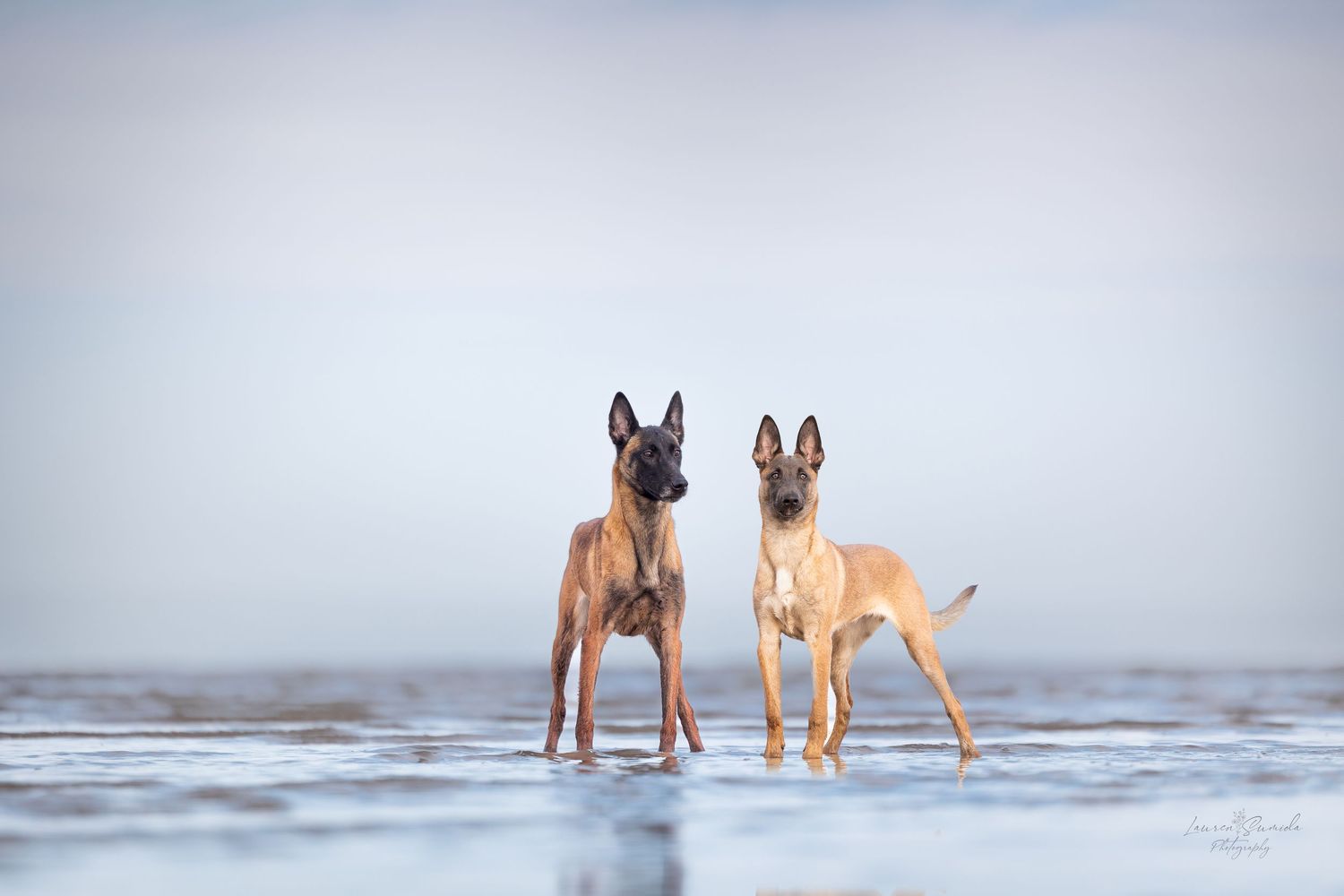 Two Belgian Malinois dogs playing together in shallow ocean water.