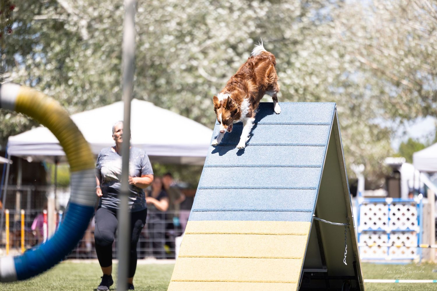 A dog mid-jump over a blue and yellow A-frame obstacle during agility training.