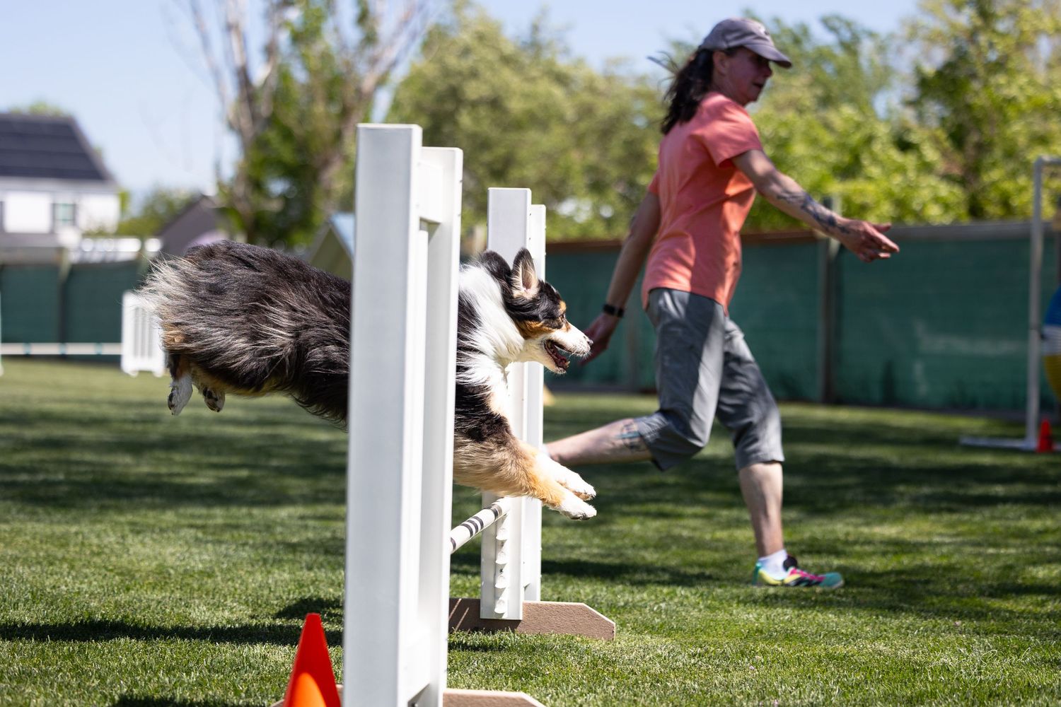 Dog agility competition course with white barriers and orange cones set up on green grass.