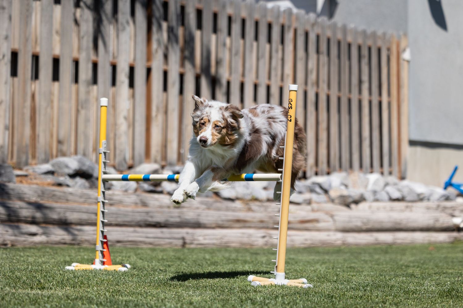 Agility course setup with poles and barriers on grass field.
