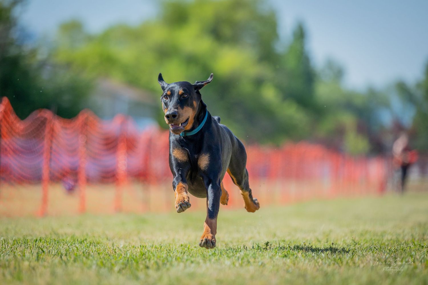 A black and tan dog running energetically on grass with orange safety barriers.
