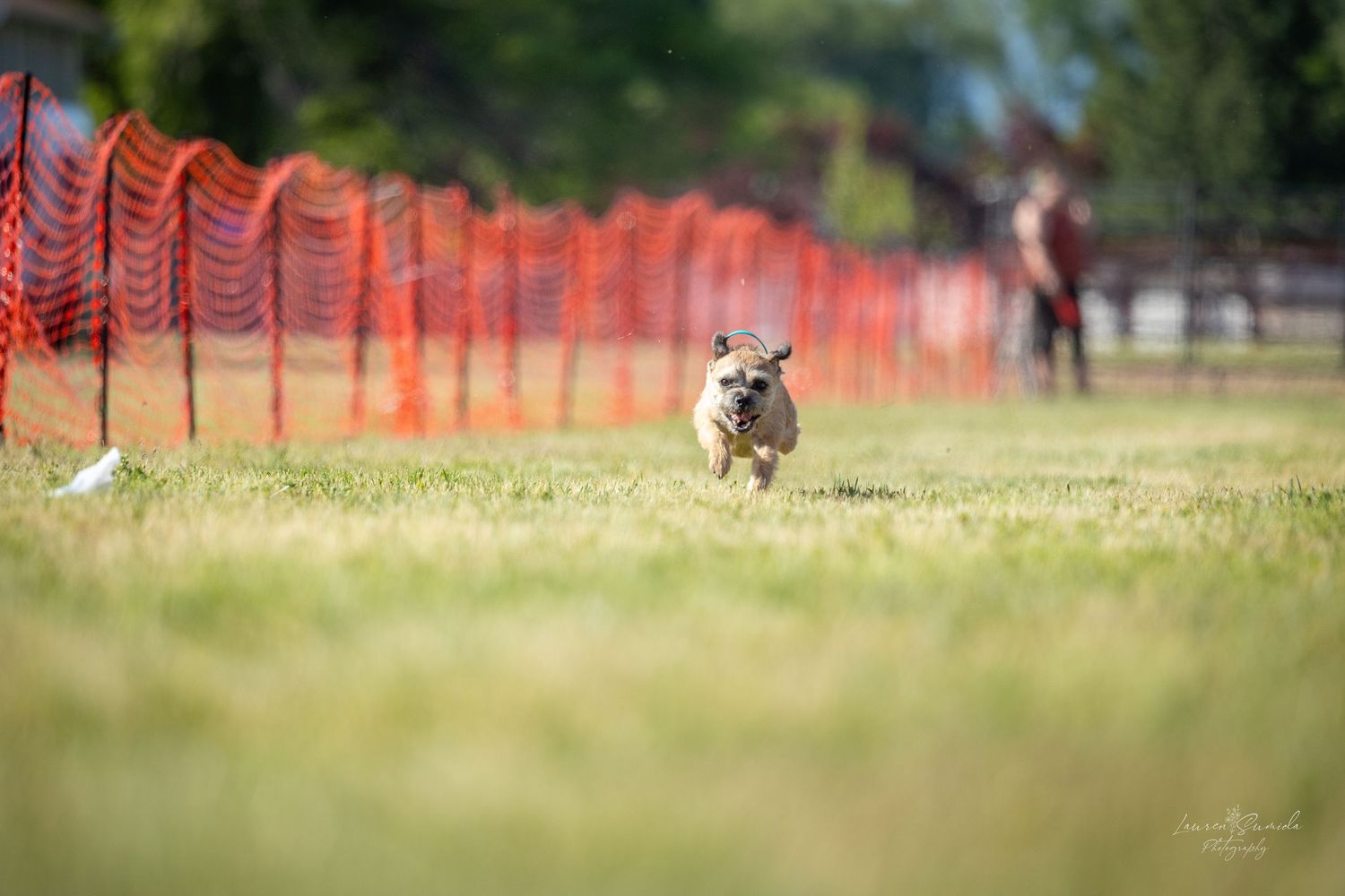 Boston terrier competing in a dog sport with bright orange safety barriers visible.