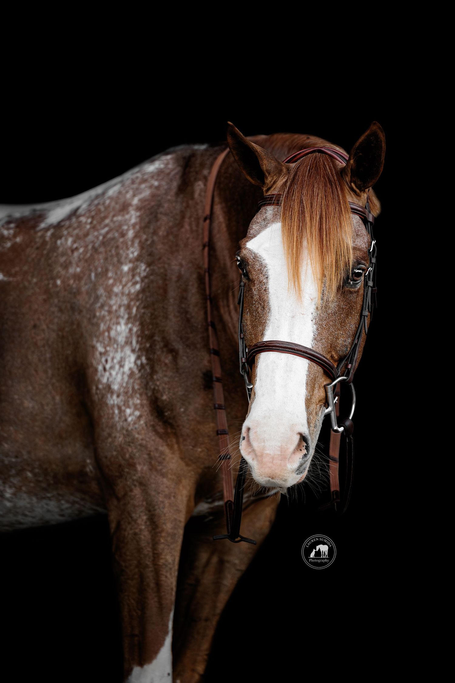Dramatic black and white portrait of a brown horse with white facial markings against dark background.