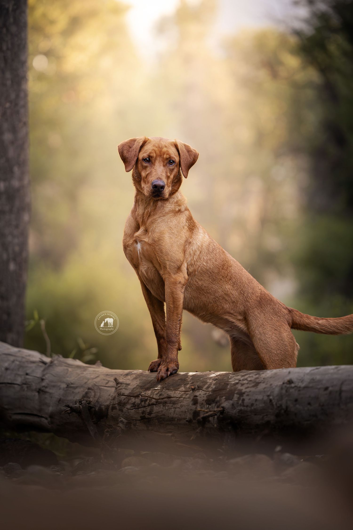 Red fox Labrador retriever standing alert on a fallen log in a sunlit forest with soft golden bokeh background.