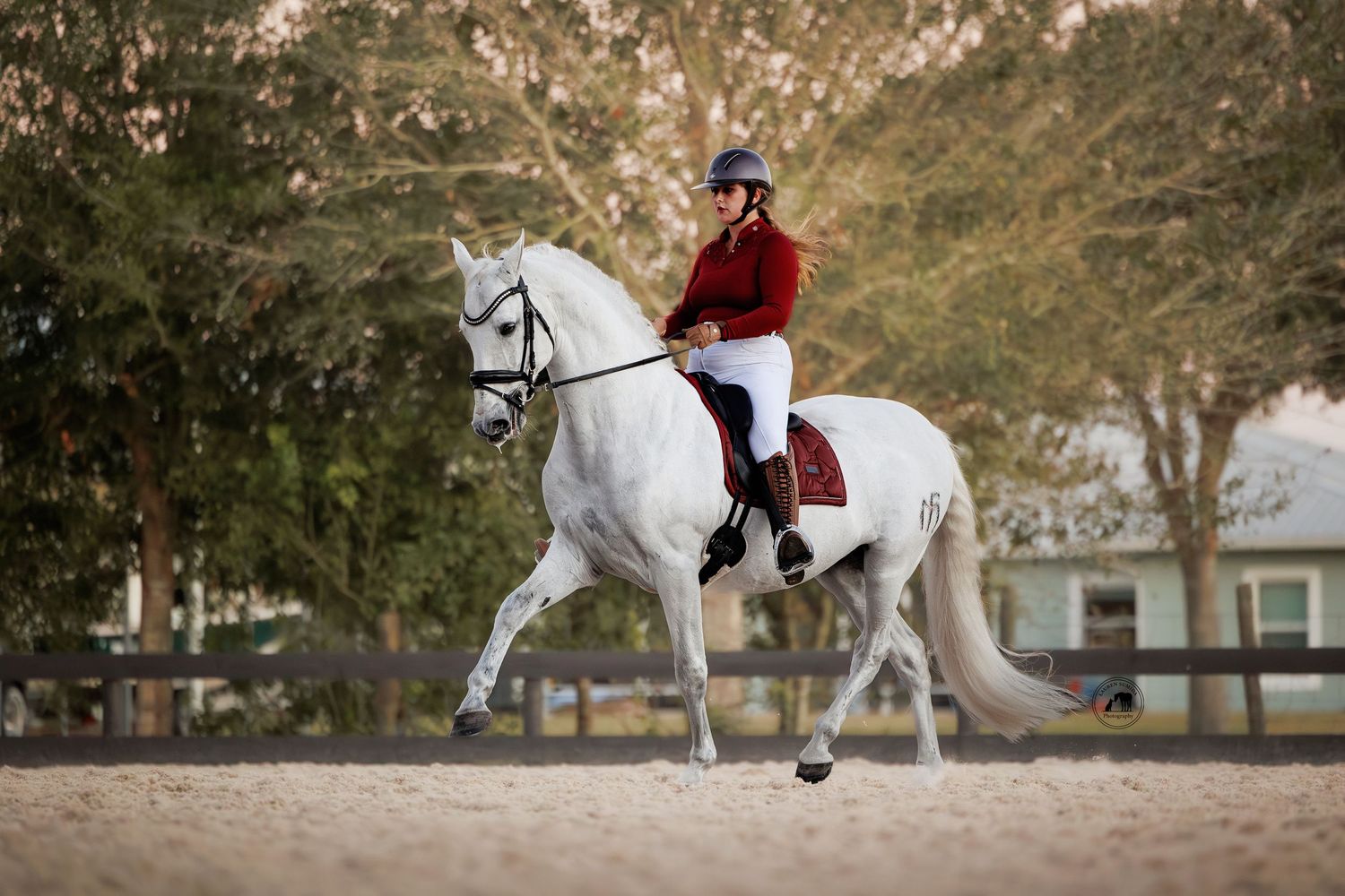 White horse being ridden in outdoor arena during autumn season.