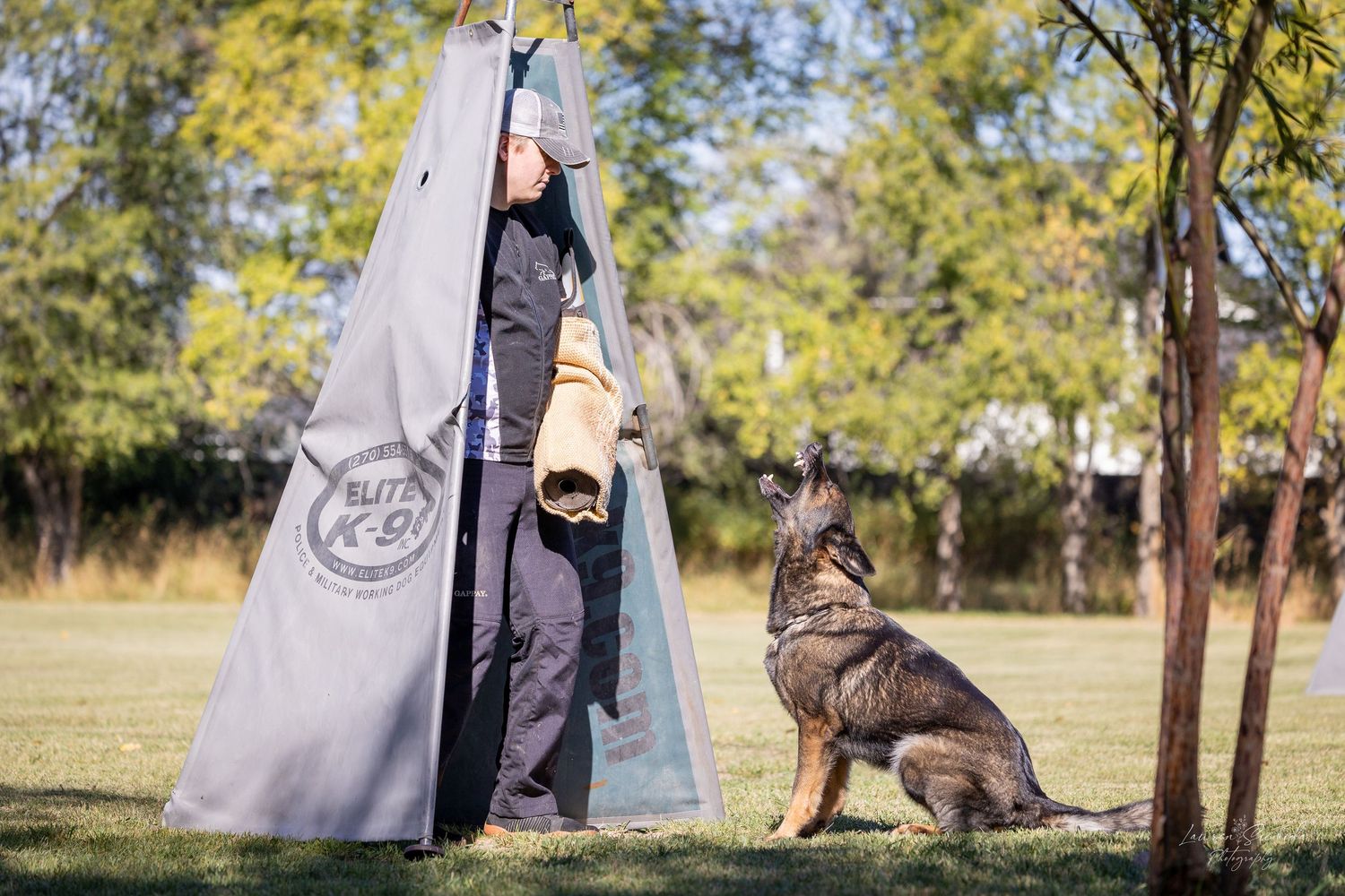 German Shepherd dog engages in bite work training with protective gear.