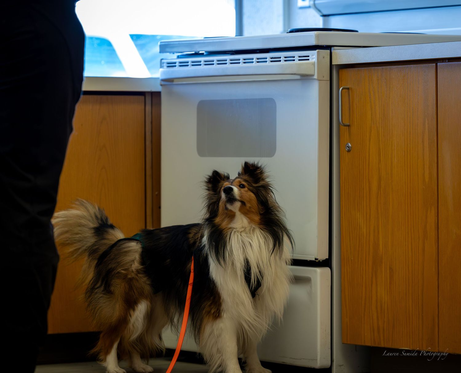 A dog walking through an institutional hallway with wooden cabinets.