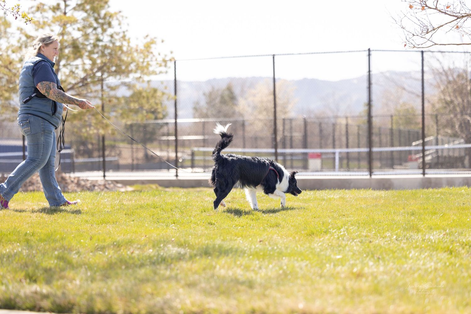 Dogs practicing agility exercises on a sunny grass field.