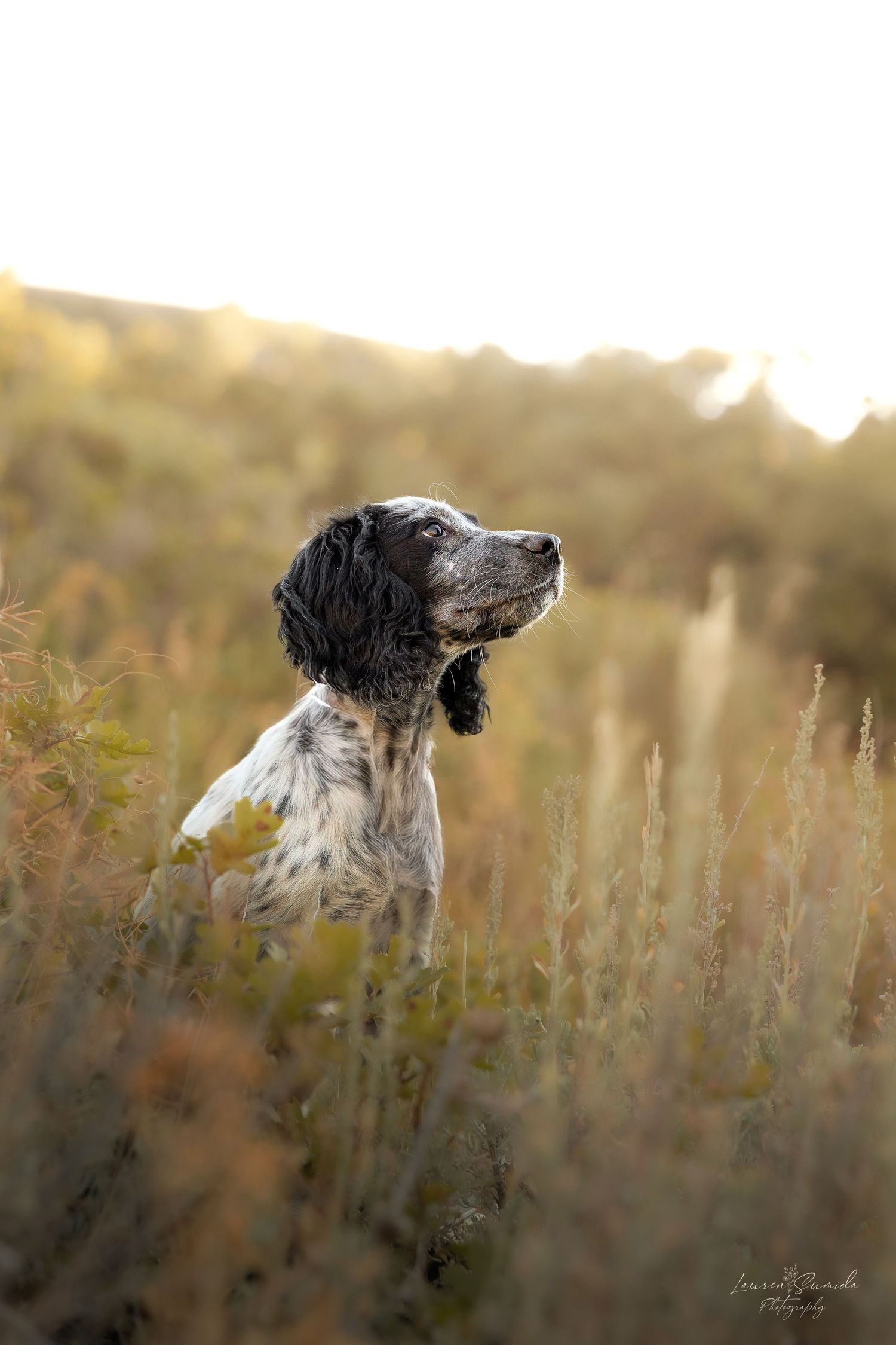 English Setter dog in tall grass during golden hour with dramatic lighting.