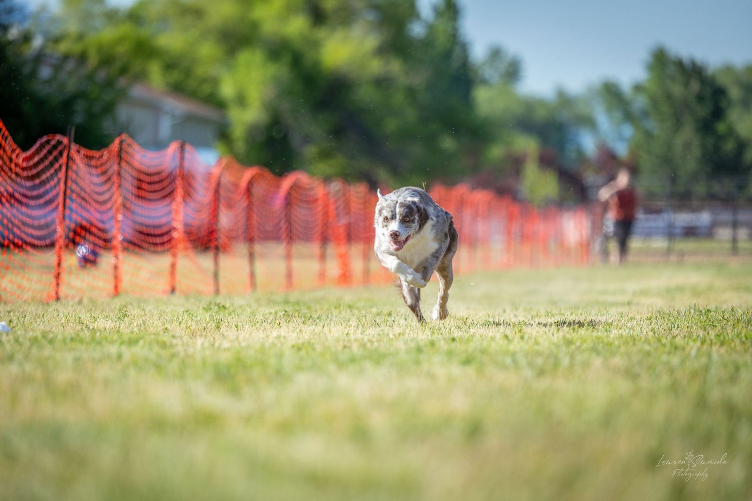 Fast-moving dog racing across green grass with orange safety barriers in background.