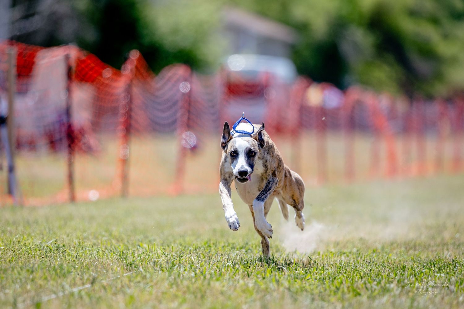 Racing dogs pursue a mechanical lure on a fenced grass course during a competitive event.