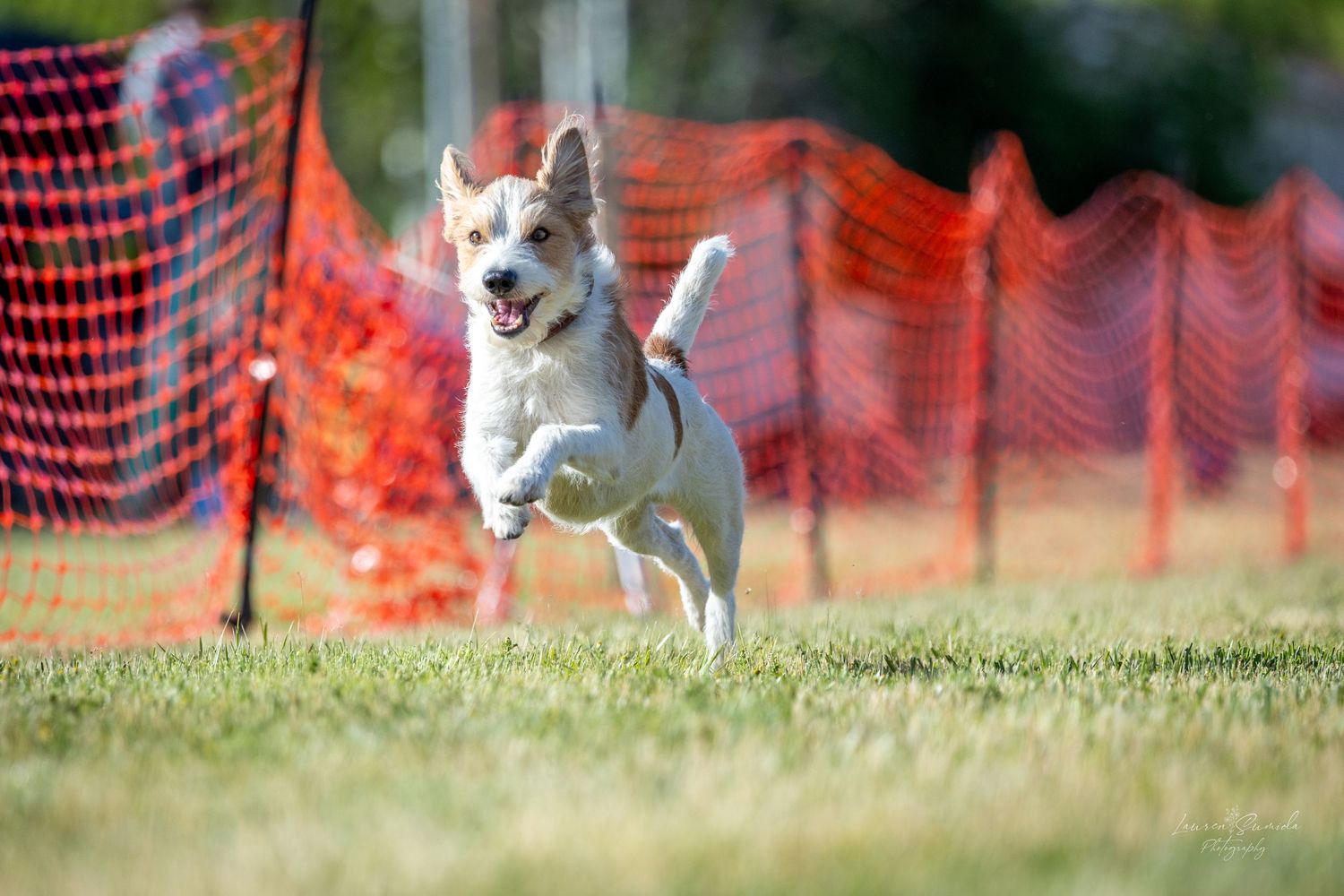 Black and white dog running at full speed past orange safety netting in a field.
