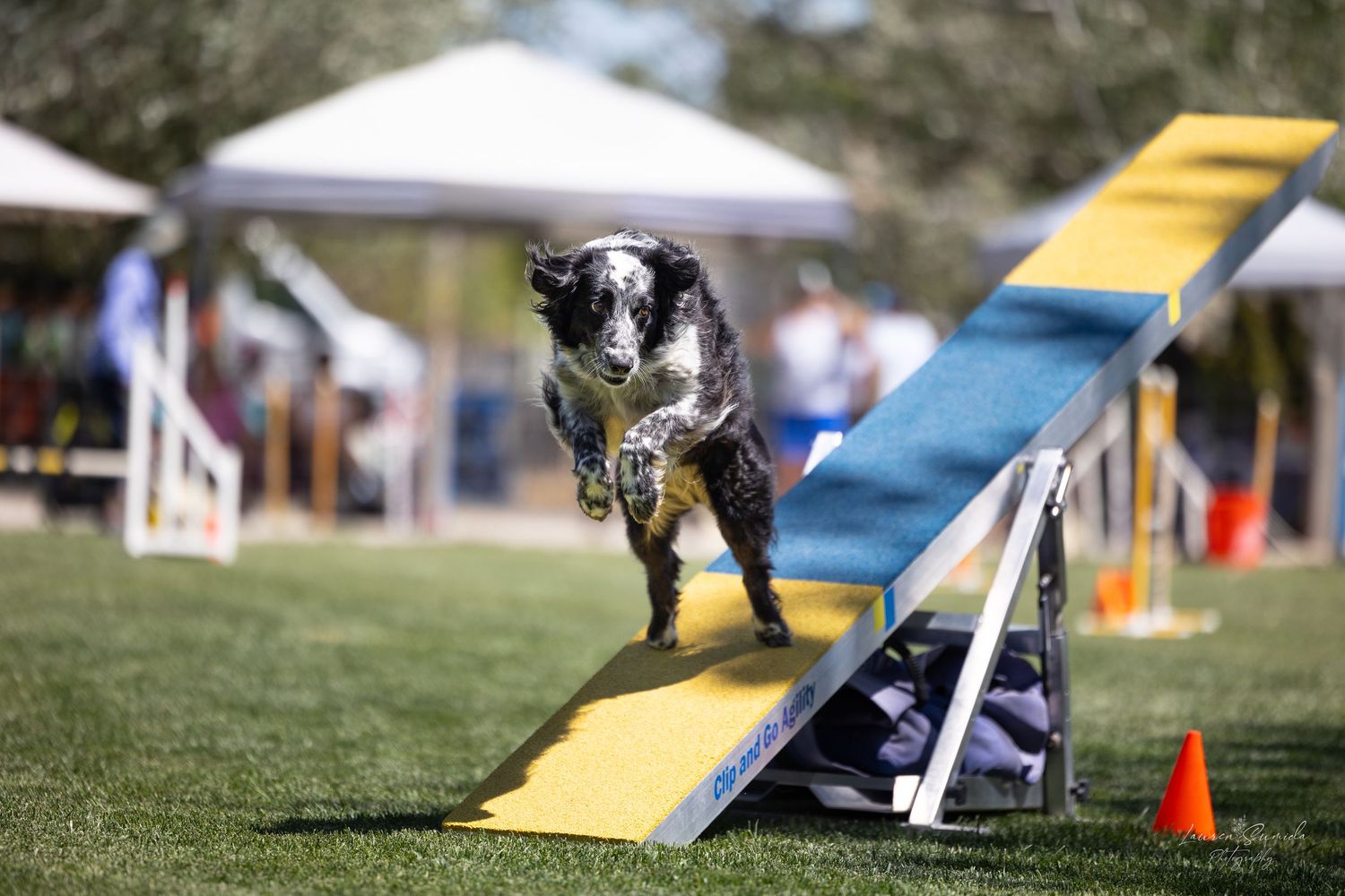 Dog navigating down yellow and blue agility ramp during outdoor competition course.