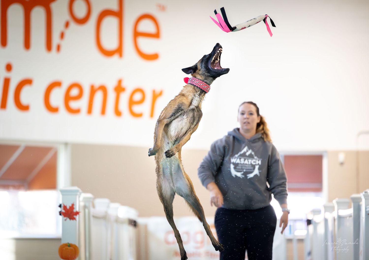 An athletic dog leaps high to catch a flying toy at an indoor training center.